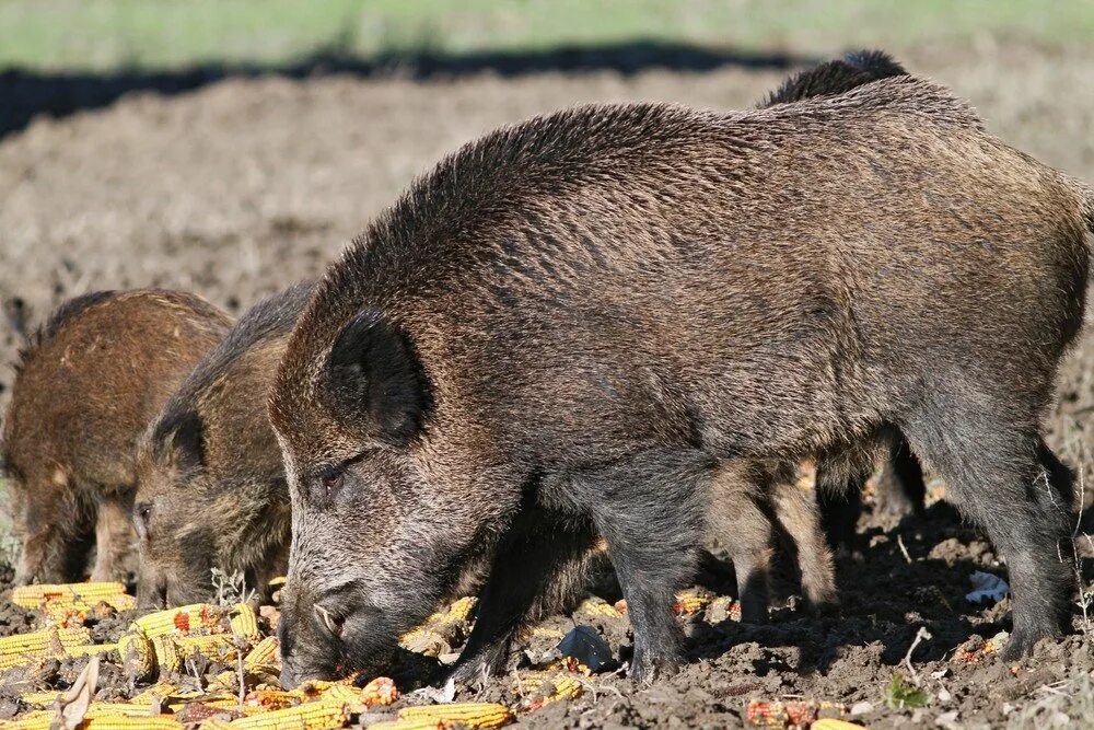 Дикий кабан. Пища кабанов. Кабан и кабаниха. Кабаны в карелии. Питание дикого кабана.