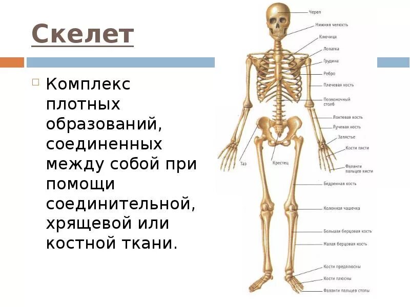 В состав скелета человека входит. Система органов костная система. костная система человека анатомия. классификация структур кости. кость классификация анатомия.