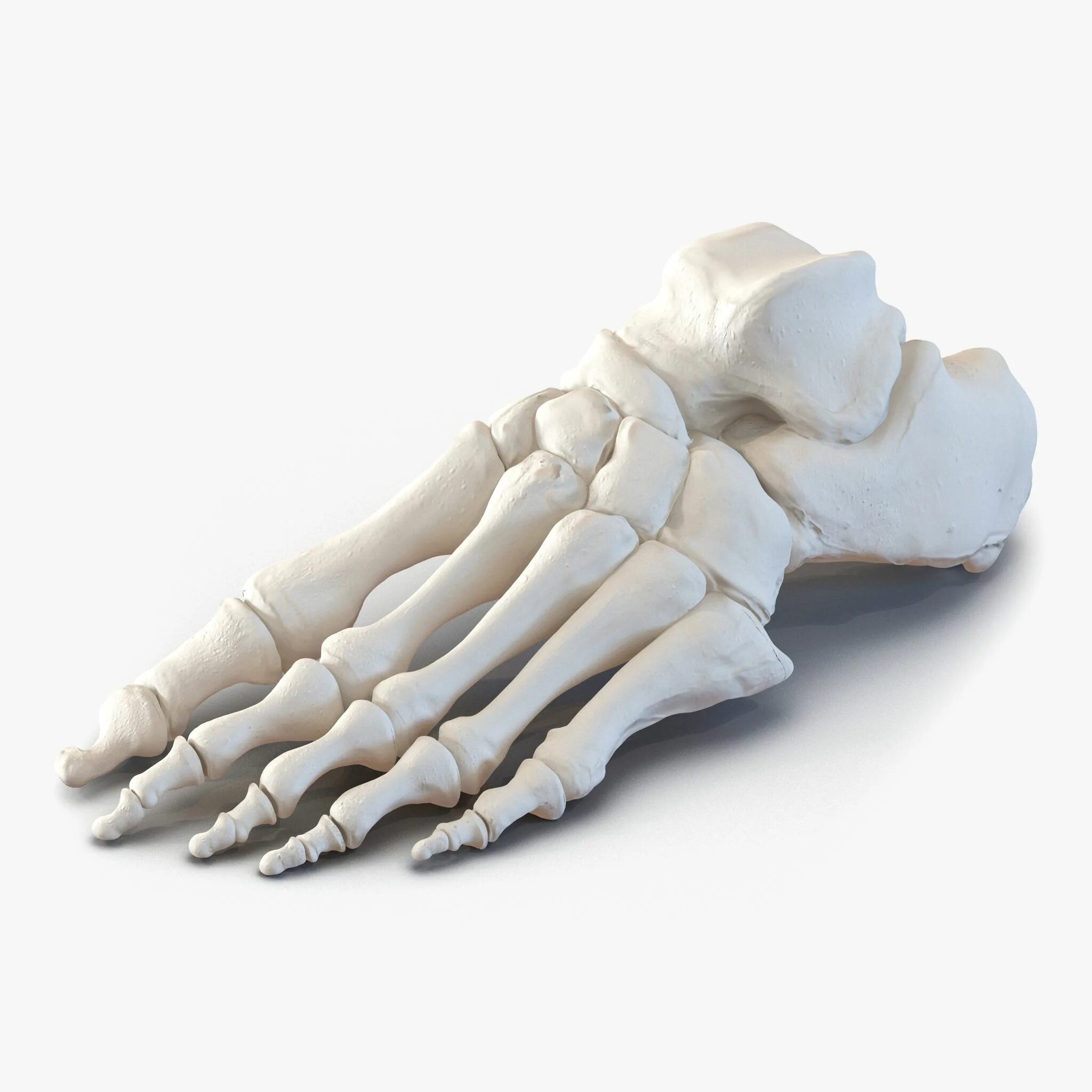 Bone 3d