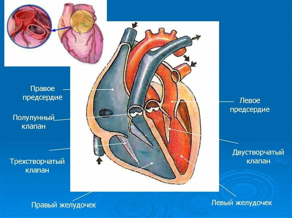 Клапаны сердца анатомия трехстворчатый строение. Строение сердца двустворчатый клапан. Клапаны сердца трехстворчатый двухстворчатый митральный. Трехстворчатый клапан сердца. Где предсердие