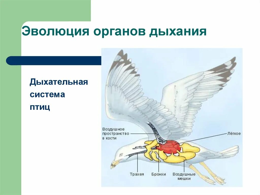 Дыхат система птиц. Эволюция дыхательной системы животных. Эволюция дыхательной системы п. Строение органов дыхания птиц.