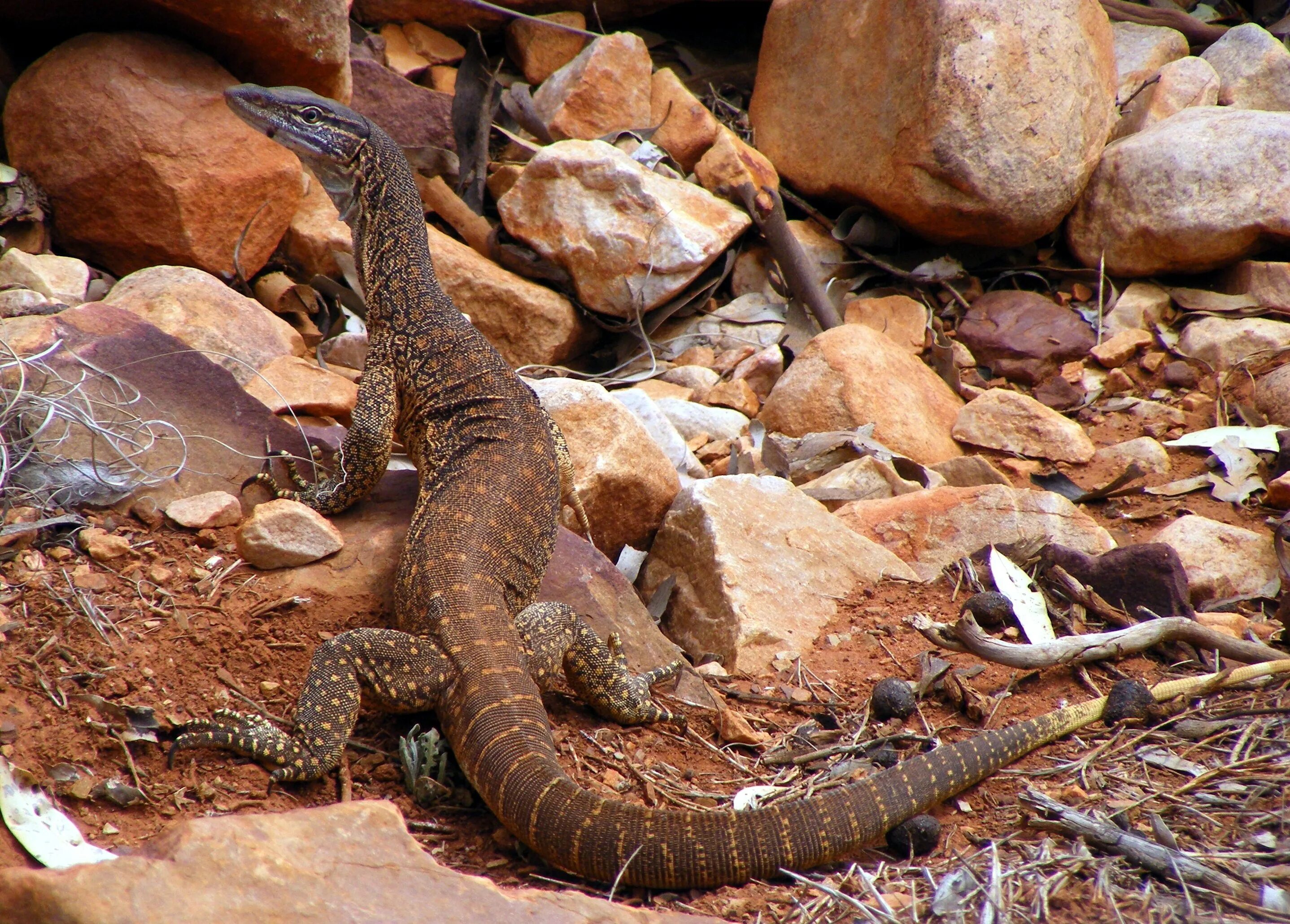 Серая ящерица 5. Среднеазиатский серый Варан. Varanus spinulosus. Песчаный Варан. Varanus gouldii.