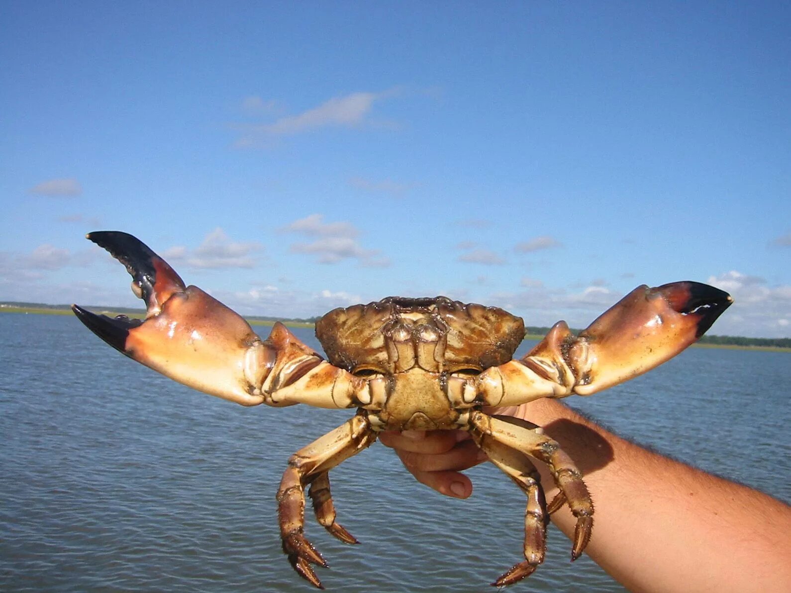 Краб Краснюк черное море. Каменный краб черного моря. Краб Краснобай Черноморский. Черноморский краб Тарпан. Крабы в геншине