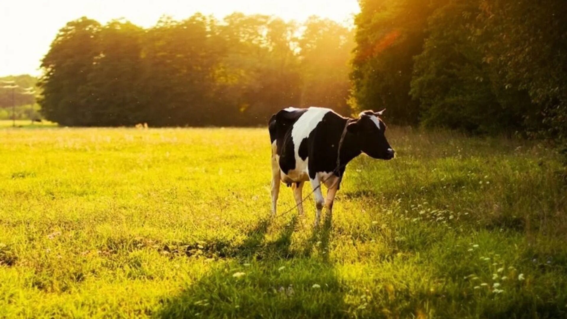 Поле коровки. Коровы в поле. Поле с коровками. Фото коровы на лугу. Поле коровы фон.