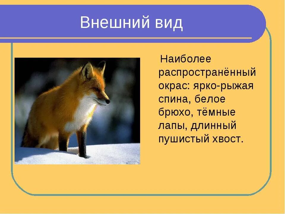 Признаки внешнего строения лисицы