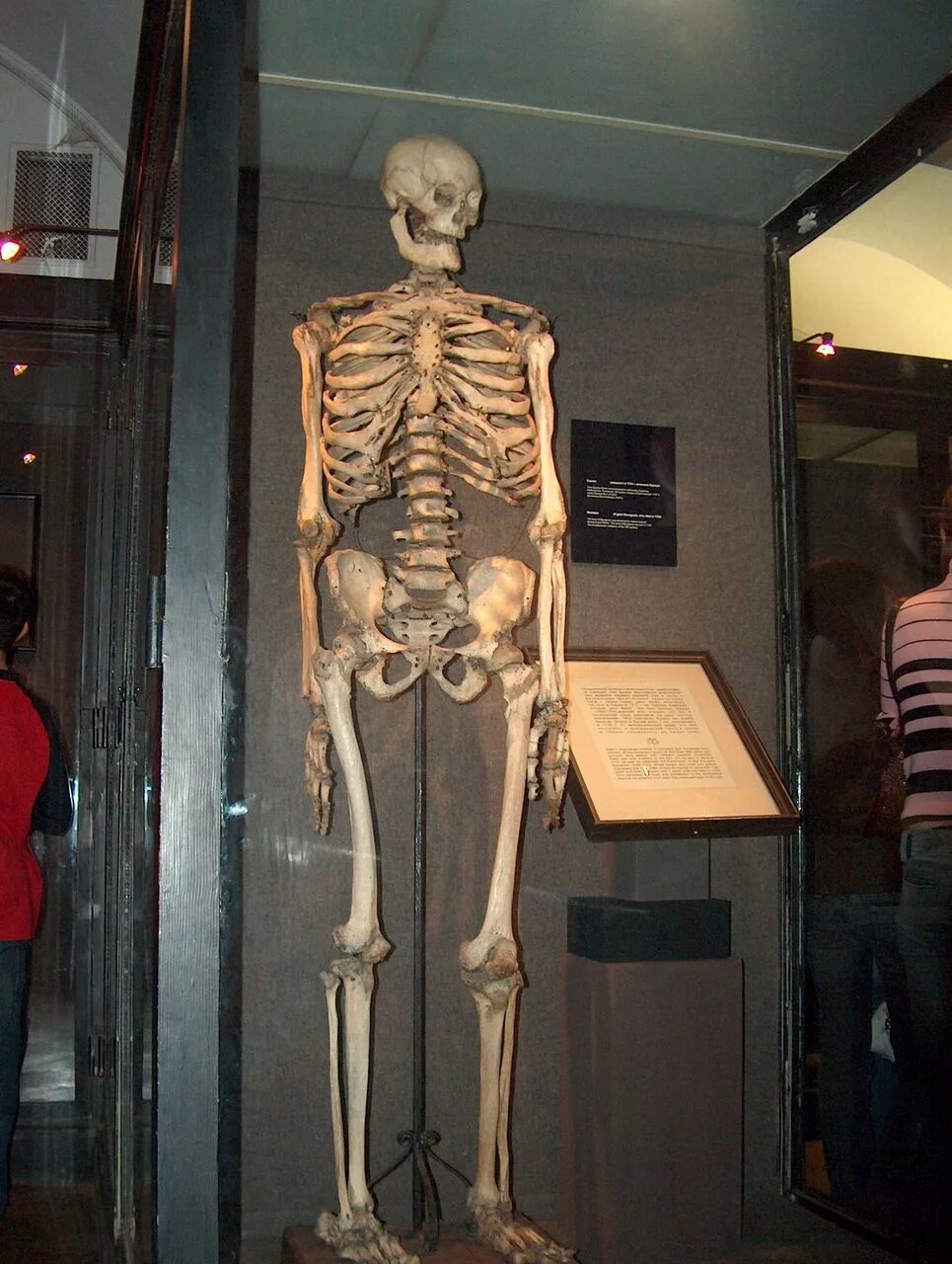Бедро человека. Сколько костей в скелете человека. Скелет великана в кунсткамере. Вспомогательный аппарат кости. Кости скелета свободной нижней конечности человека.