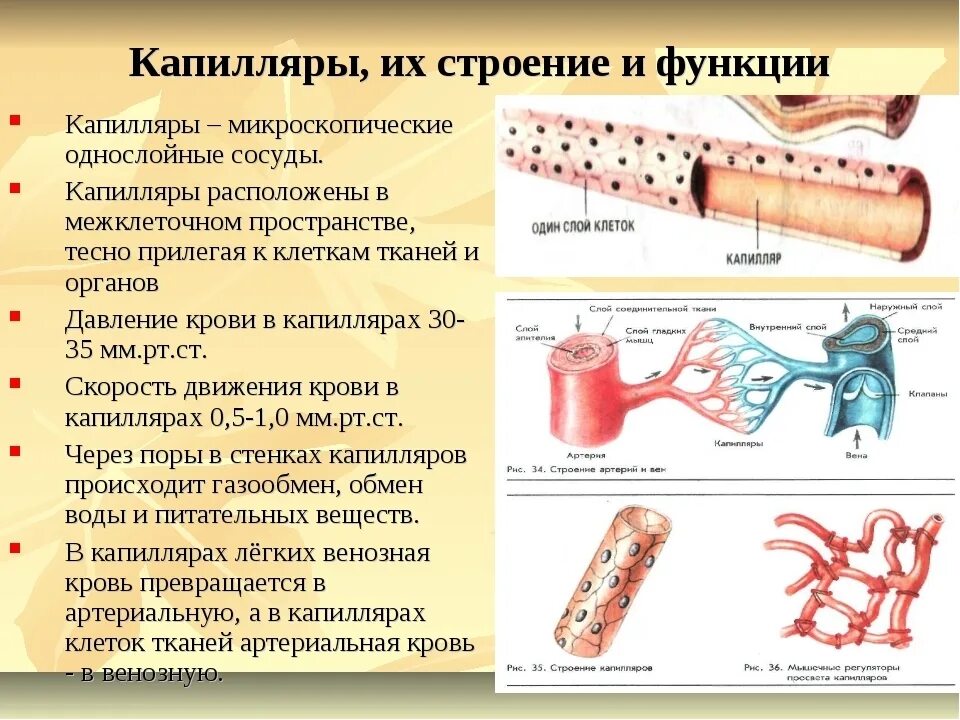 Строение сосудов артерия Вена капилляр. Строение оболочки кровеносного капилляра. Артерии строение и функции. Классификация кровеносных сосудов, их строение и функции. Артерии и вены функции