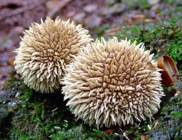 Дождевик ежевидный гриб. Дождевик жемчужный гриб. Lycoperdon nigrescens. Гриб с колючим названием. Lycoperdon echinatum.