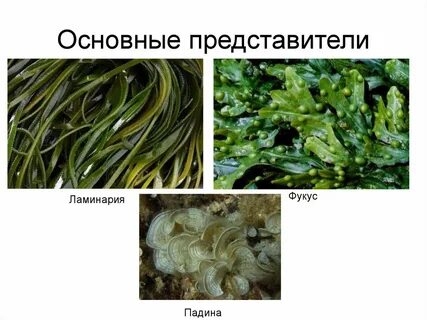 Представитель ламинария