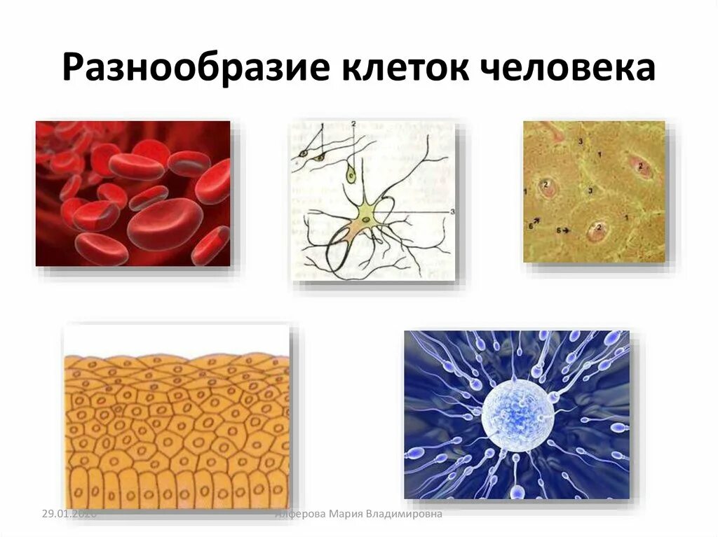 Строение живой ткани. Разнообразие клеток человека. Разнообразие форм клеток. Формы клеток у человека. Разнообразие клеток и тканей организма человека.