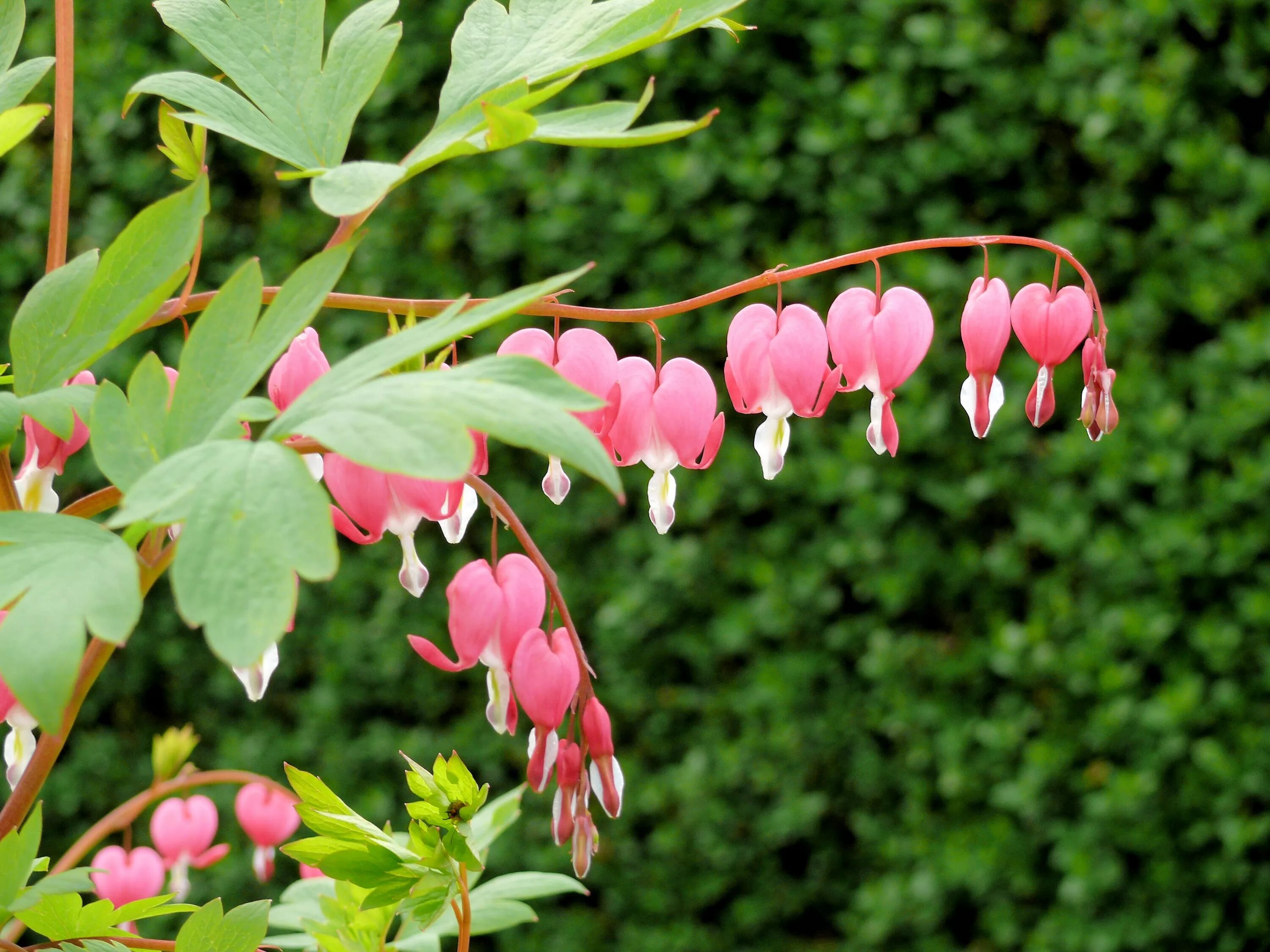 Дицентра великолепная куст. Дицентра spectabilis Pink. Дицентра диклитра. Дицентра Золотая лоза.