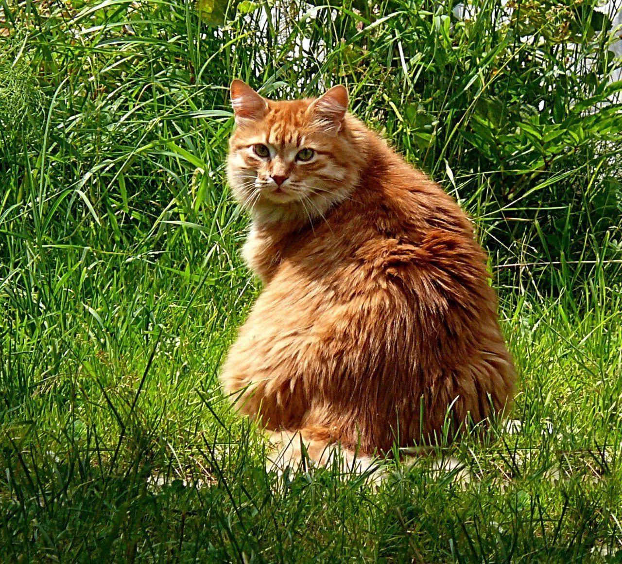 Сибирская кошка рыжая длинношерстная. Рыжие пушистые коты. Рыжая пушистая кошка. Большой рыжий кот. Говорите рыжего кота