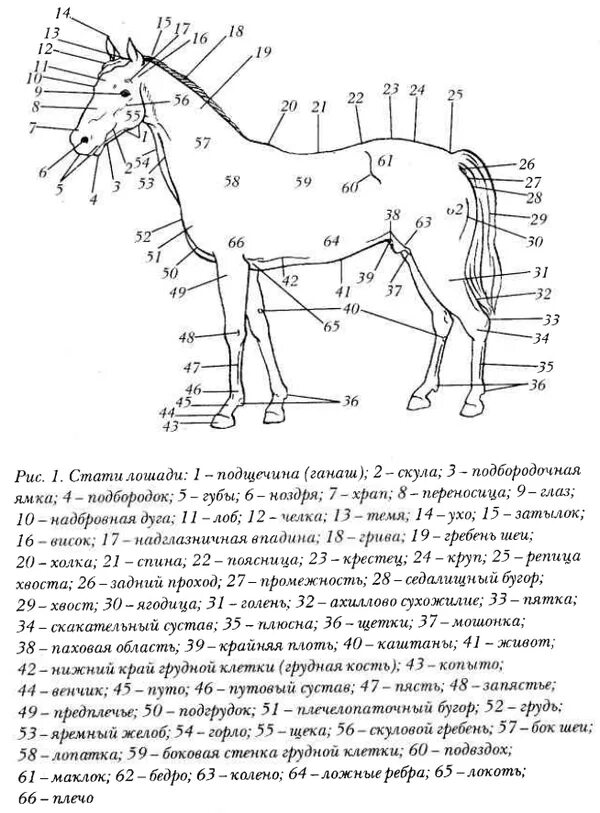 Став лошадка