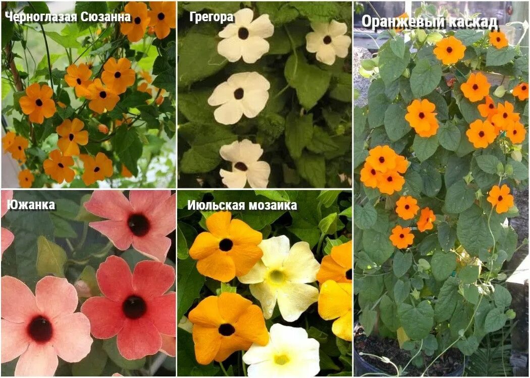 Тунбергия: 37 фото, виды, сорта, выращивание из семян, уход