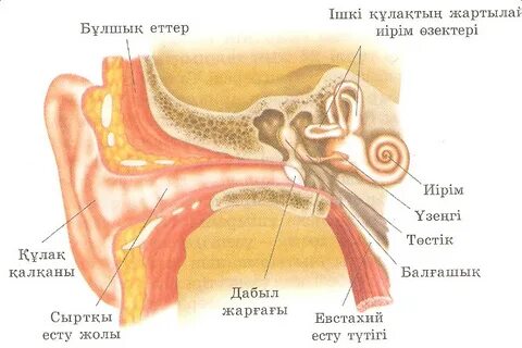 Писканың құрылымының фотосы