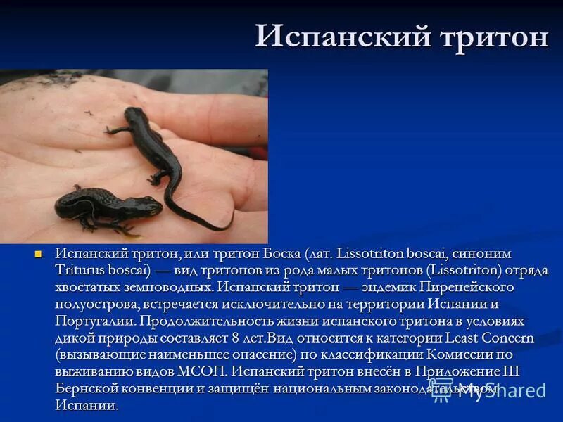 Семейство сибирского тритона. Обыкновенный тритон (triturus vulgaris). Тритоны значение. Отряд хвостатые характеристика. Тритон класс земноводные.