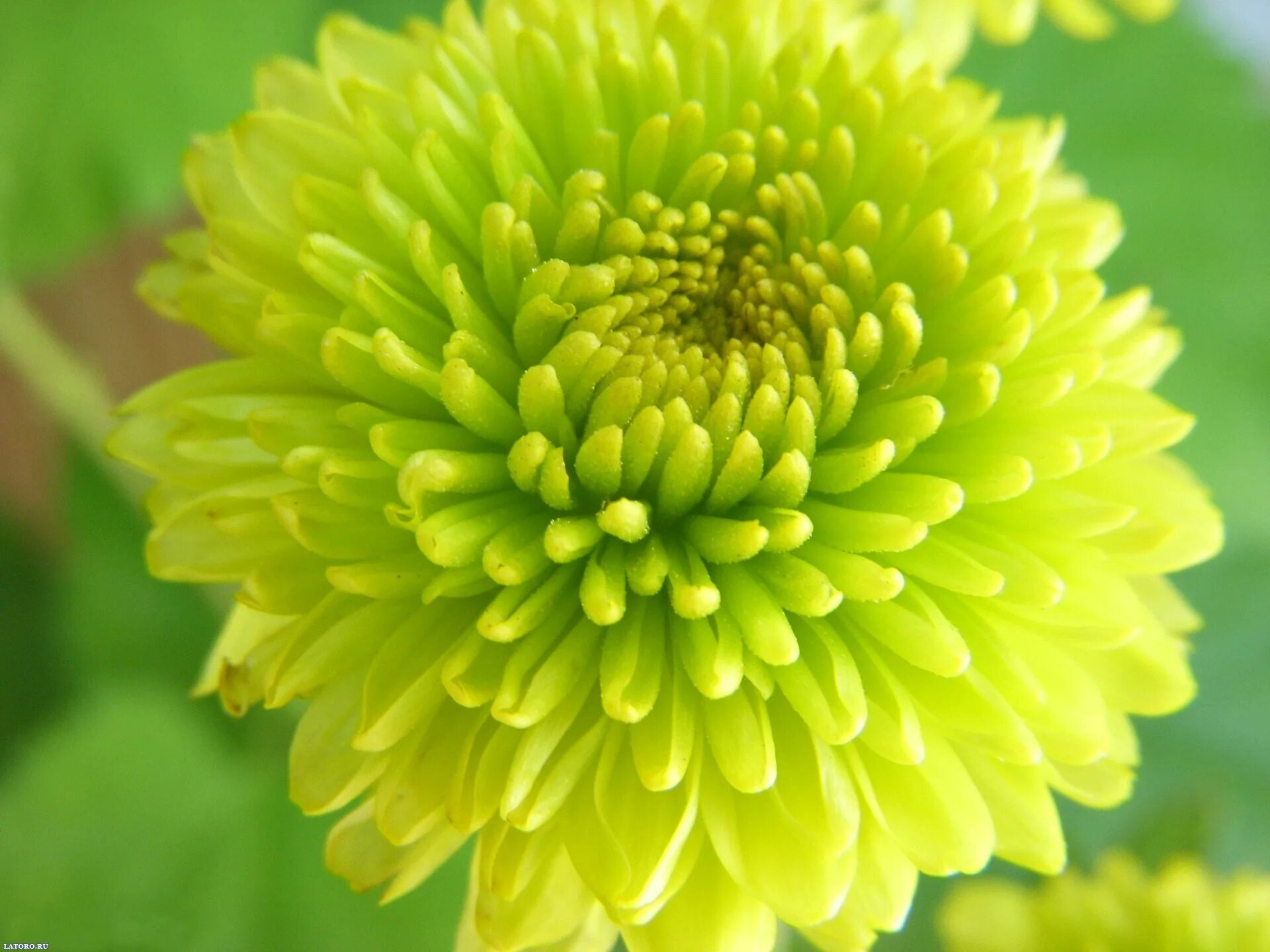 Как называется цветы зеленого цвета. Как называется цветы зеленого цвета. Хризантема сантини дория оранж. Зеленый цвет. Хризантема помпонная зеленая.