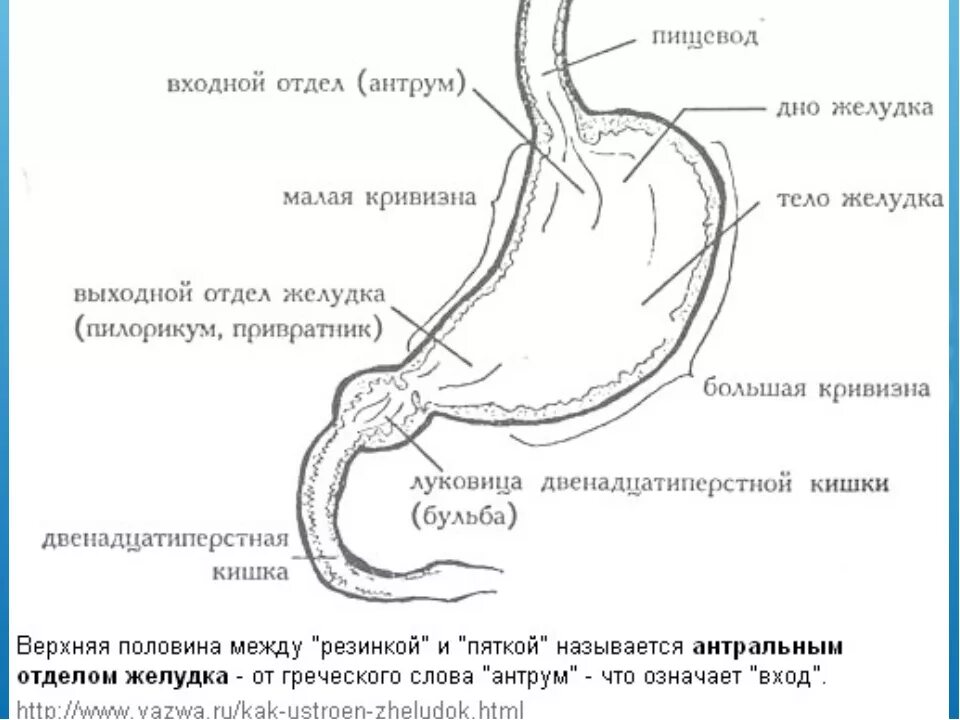 Антральная часть желудка. Отделы желудка и 12 перстной кишки. Пилорический отдел желудка схема. Анатомия желудка антральный отдел. Отделы 12 перстной кишки луковица пилорический.