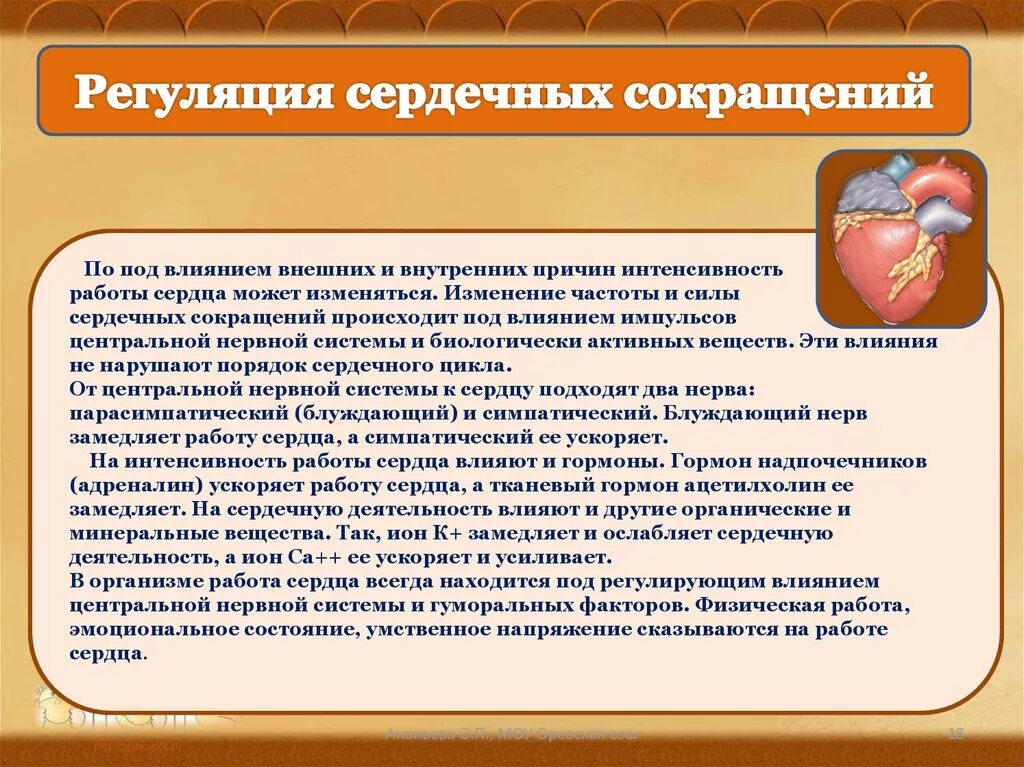 Как изменяется сила сердечных сокращений. Регуляция силы и частоты сердечных сокращений. Регуляция силы сокращения сердца. Регуляция сердечных сокращений схема. Регуляция сердечных сокращений кратко.