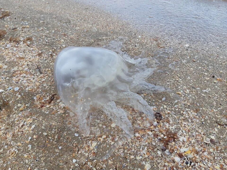 Почему много медуз. Медуза корнерот в черном море. Медуза корнерот в Азовском море. Корнерот медуза в черном. Корнерот медуза в черном море опасны.