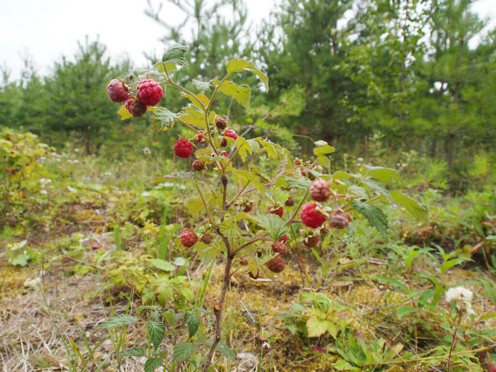 Сон ел малину