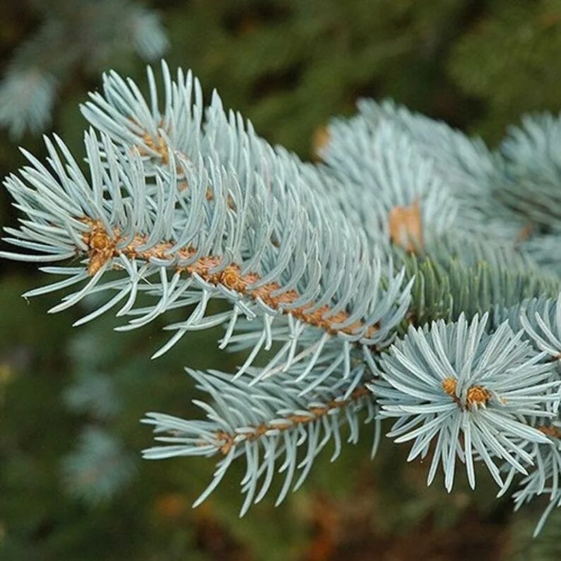 Хвойные интернетом. Ель голубая Глаука. Ель колючая Picea pungens. Ель колючая Глаука хвоя. Ель голубая/колючая «glauca Kaibab».