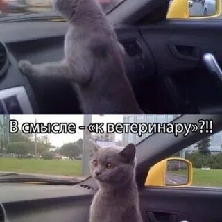 Кошка смысл
