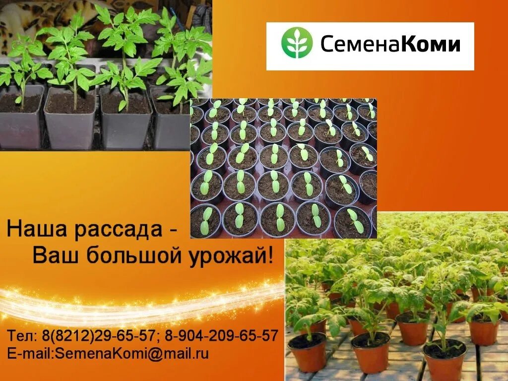 Магазин семена коми в сыктывкаре оплеснина. Семена коми оплеснина 54а. Семена коми сыктывкар. Оплеснина 54а сыктывкар магазин. Сыктывкар улица оплеснина 54а.