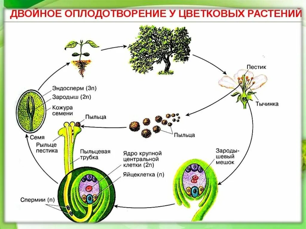 Схема двойного оплодотворения у покрытосеменных растений. Схема опыления и оплодотворения цветковых растений биология 6 класс. Схема процесса двойного оплодотворения цветковых растений. Размножение покрытосеменных схема. Размножаться и е