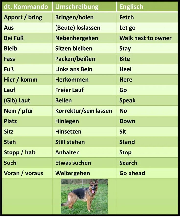 Dog commands. Commands for dogs in english. dog training vocabulary. dog commands vocabulary.