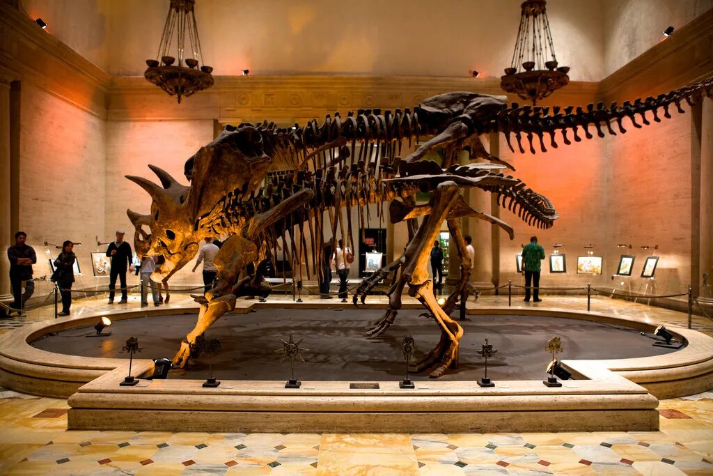 Музей естествознания в Нью-Йорке. Палеонтологический музей в Нью-Йорке. Музей в Нью-Йорке с динозаврами. Палеонтологический музей Лондон. Город где расположен музей