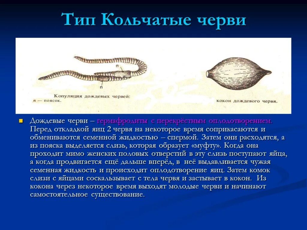 Кольчатые черви половая. Жизненный цикл кольчатого червя схема. Органы половой системы у кольчатых червей. Тип оплодотворения у кольчатых червей. Копуляция кольчатых червей.