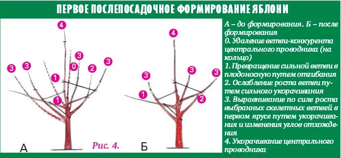 Внутривидовая конкуренция среди растений. Правильная обрезка груши осенью схема. Самоизреживание растительных популяций. Самоизреживание растительных популяций. Деревья конкуренты.