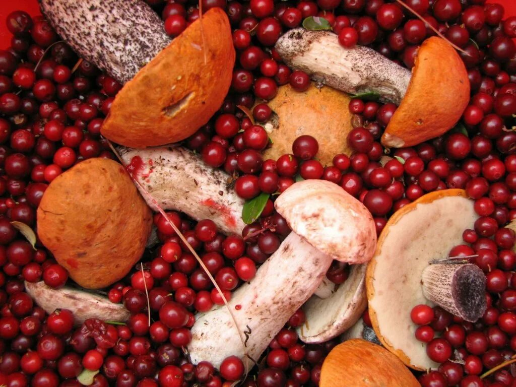 собирательство грибов и ягод. осенние овощи и фрукты. овощи и фрукты. природные дары человека. дары осени.