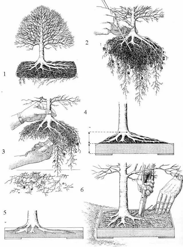 Сосна бонсай с корнями. Клён ясенелистный бонсай. Корни бонсая. Ель корневая система. Подстричь корень