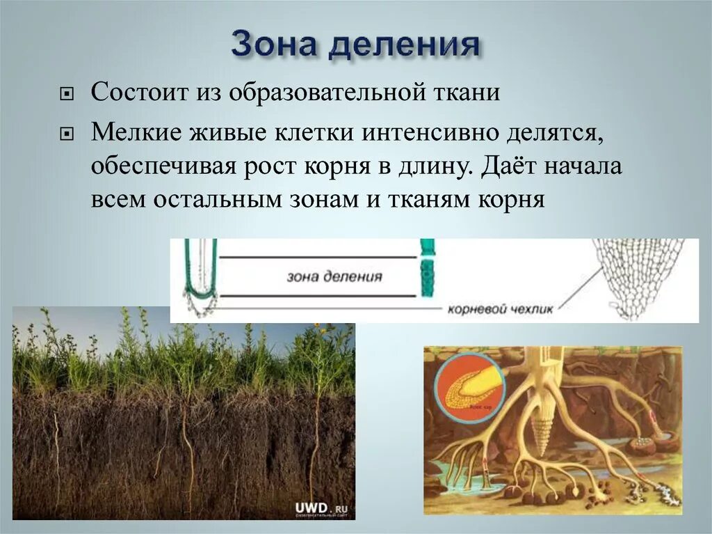 Зона деления состоит из клеток. Зона деления корня. Клетки зоны деления корня. Зона деления корня состоит из .... Из какой ткани состоит корень