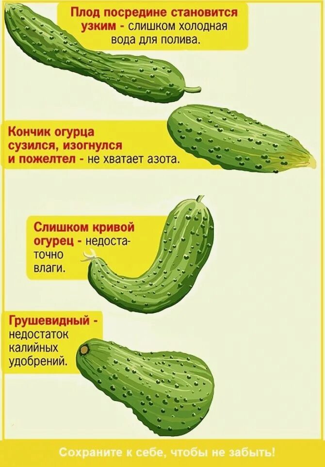 Почему огурцы пахнут. Кривые огурцы причина. Огурцы для открытого грунта. Сорт маленьких огурцов названия. Огурцы неправильной формы.