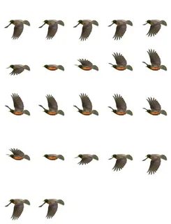 Birds unity