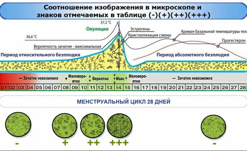 Забеременеть слюну. Микроскоп для определения овуляции по слюне. Тест микроскоп на овуляцию по слюне. Тест на овуляцию микроскоп. Методы оценки овуляции.