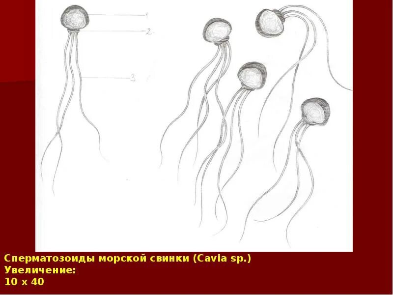 Спермий мха. Сперматозоиды морской свинки микропрепарат. Сперматозоиды морской свинки гематоксилин. Строение сперматозоида морской свинки. Спермий морской свинки препарат.