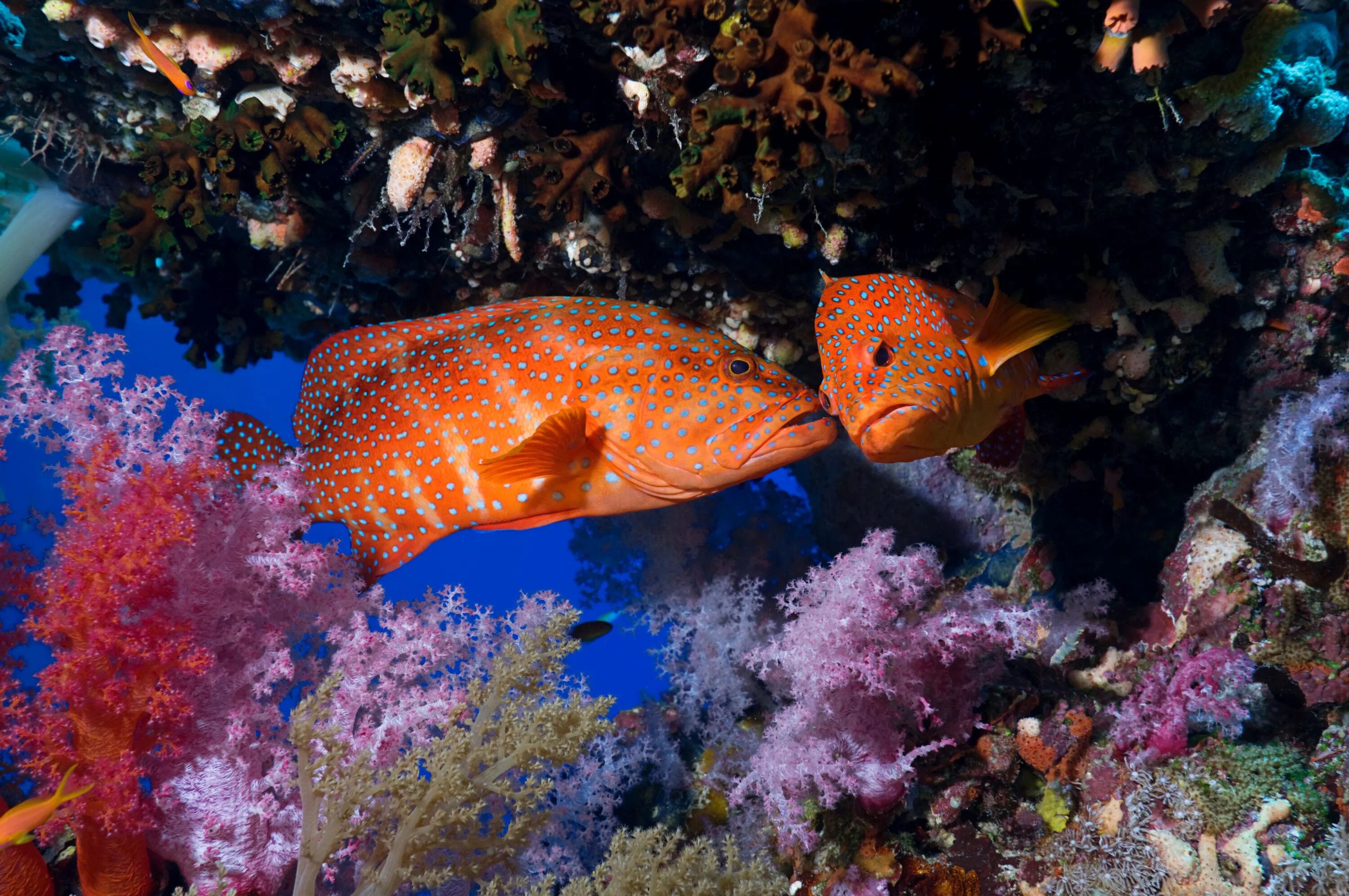Красный коралловый Групер. Рифовый окунь. Подводный мир рыбы. Обитатели морского дна.
