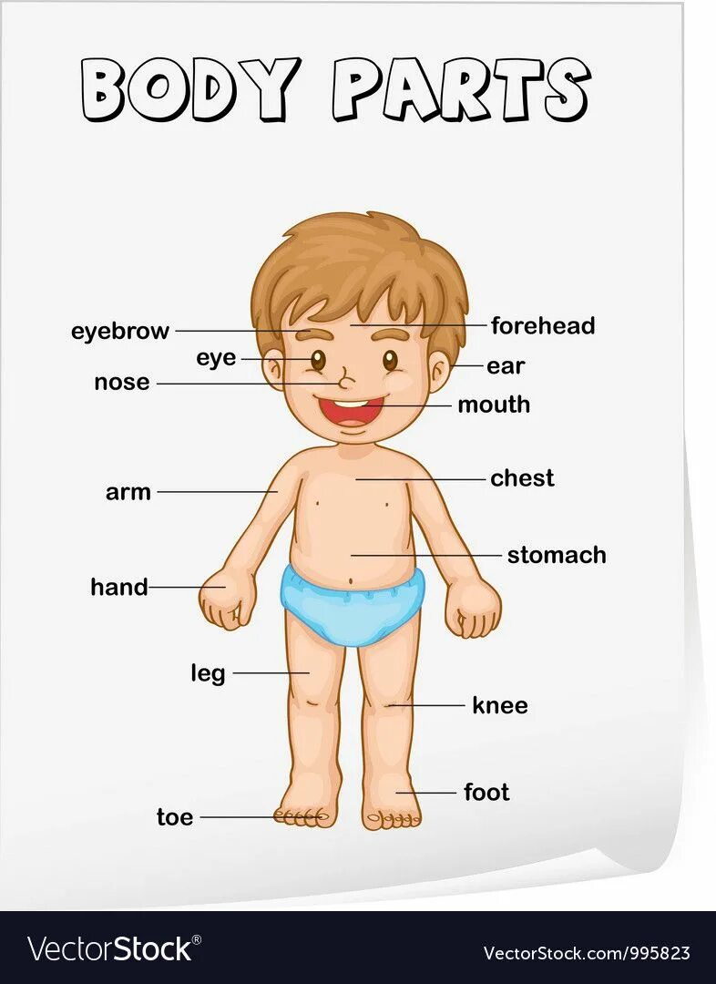 Ca part of body. Ca part of body