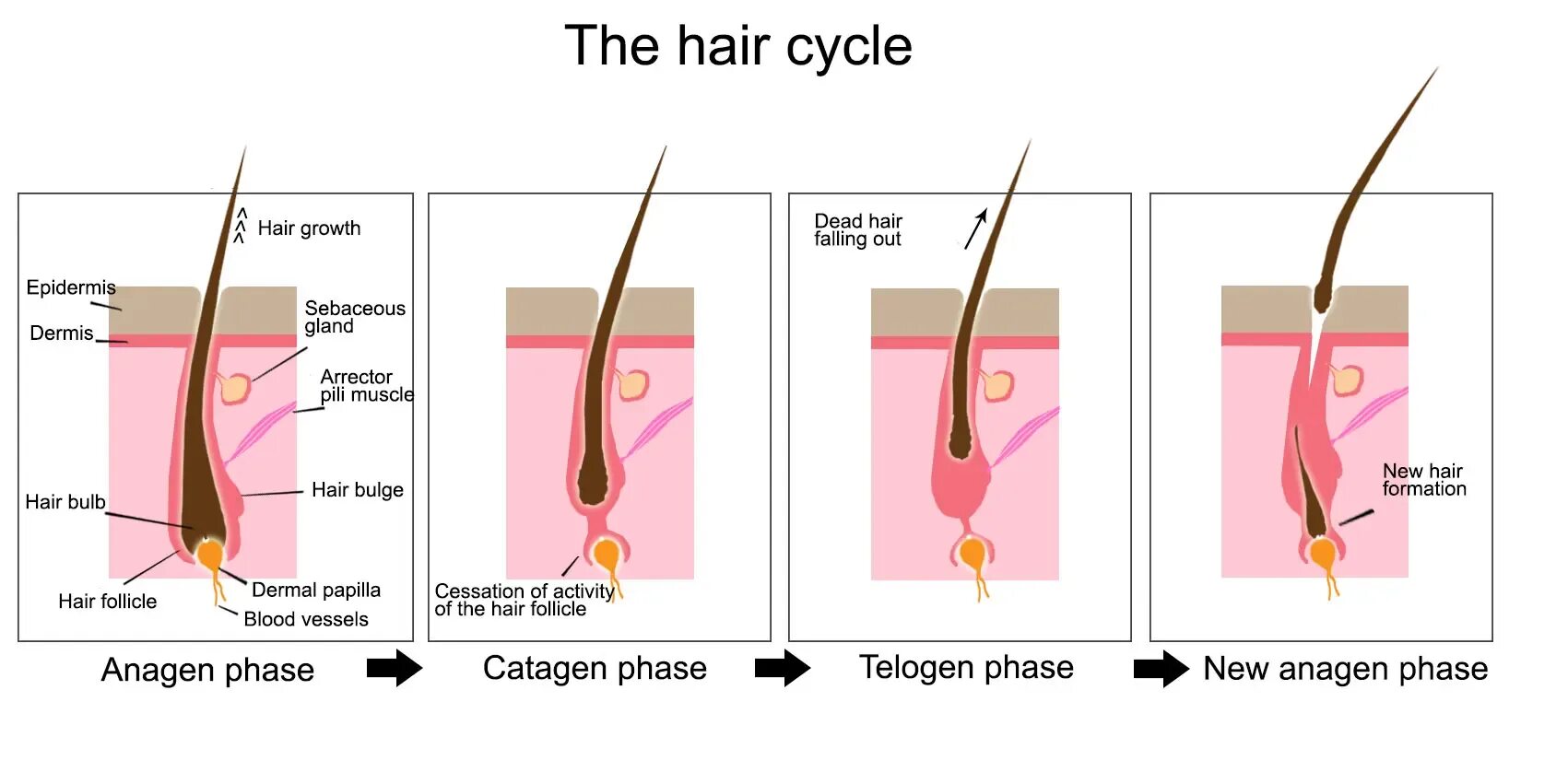 Стадии роста ресниц анаген катаген телоген. Фазы роста волос анаген. Анаген катаген телоген волос. Катаген фаза роста волос. Рост волоса происходит за счет