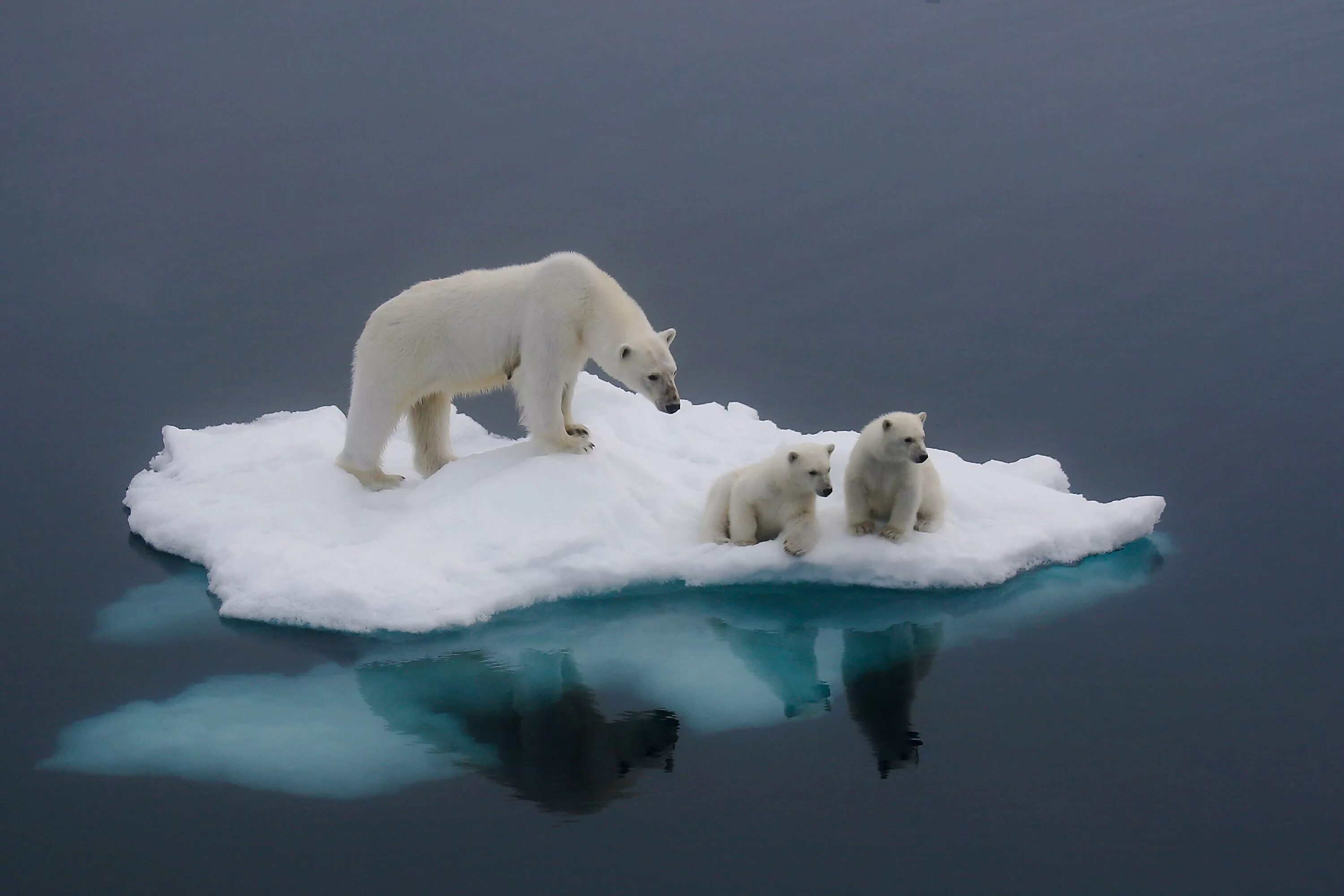 Ice animals. Таяние ледников Полярные медведи. Таяние ледников в Арктике. Белые медведи в Антарктиде. Таяние ледников белые медведи.