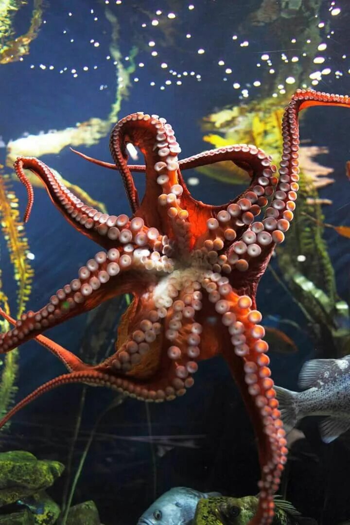 Фотки осьминога. Длиннощупальцевый Спрут. Giant Pacific Octopus. Длиннощупальцевый осьминог. Дальневосточный гигантский осьминог.