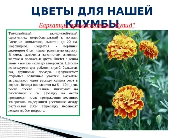 Бархатцы значение цветка. Бархатцы эльбрус прямостоячие. бархатцы купид. бархатцы строение цветка. бархатцы описание растения.