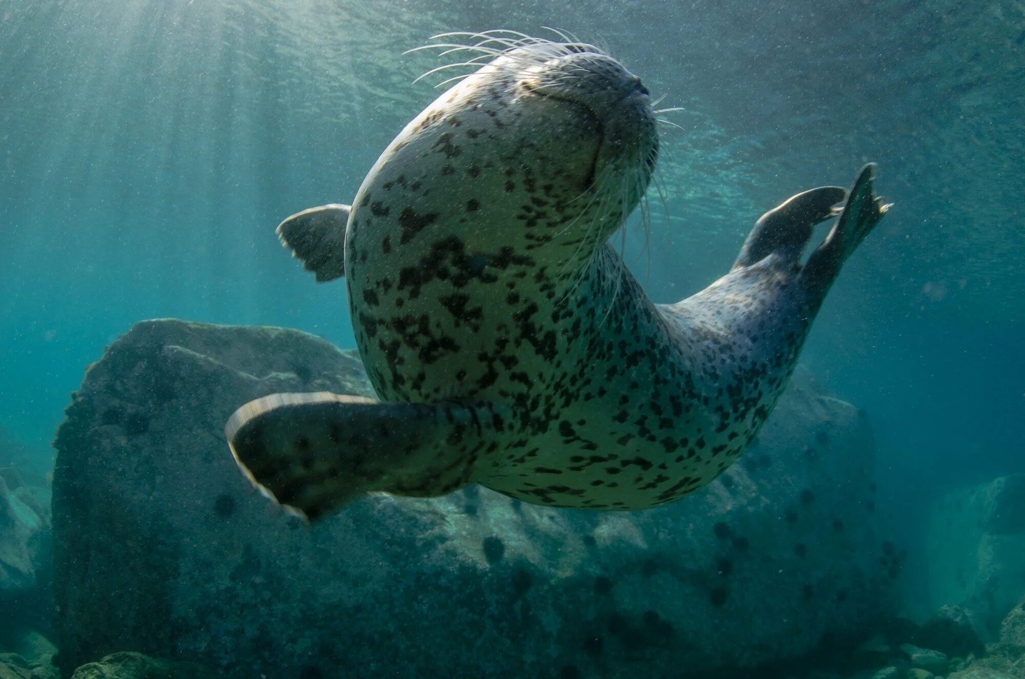 Водные животные это. Ластоногие Тихого океана. Ластоногие млекопитающие. Ластоногие Южной Америки. Подводные животные.