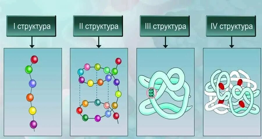 Первичная структура белка мономер. Первичная структура белка структура. Белки химия первичная структура белка. Первичная структура белка это в биологии. Первичная структура белка изображение.