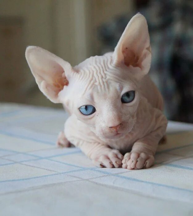 донской сфинкс котята. котенок белого сфинкса. донской сфинкс голубоглазый. канадский сфинкс розовый. донской сфинкс белый.