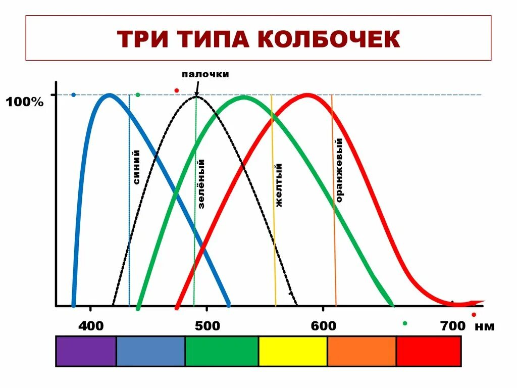 Пигмент йодопсин. Спектральная чувствительность человеческого глаза. Три типа колбочек. Зрительный пигмент колбочек. Спектр цветового зрения.